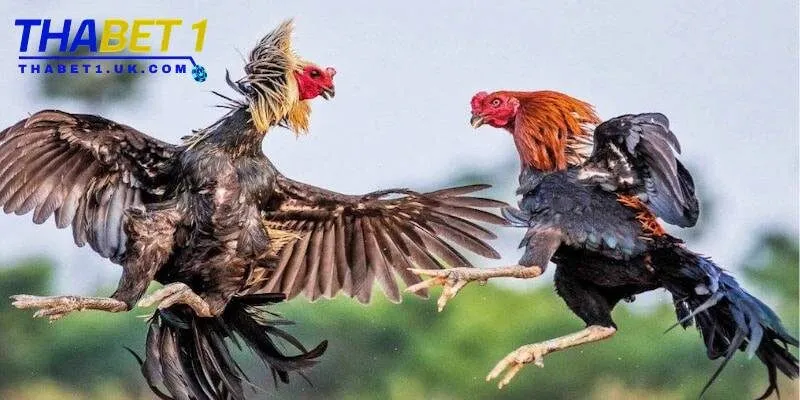 Đá gà Thabet 4 Tìm hiểu kỹ nài gà